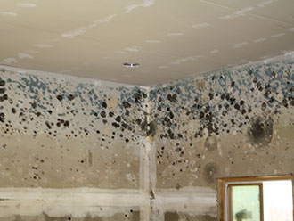 Mold and Legionella